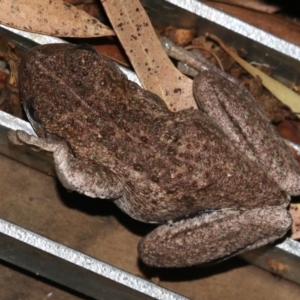 Litoria peronii at Rosedale, NSW - 14 Feb 2019