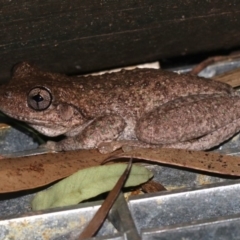 Litoria peronii at Rosedale, NSW - 14 Feb 2019 09:45 PM