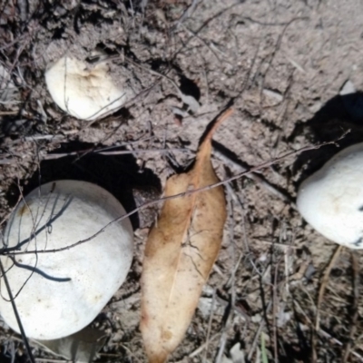 zz puffball at Mount Taylor - 13 Feb 2019 by RosemaryRoth