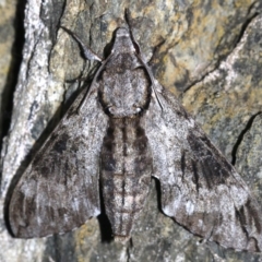 Psilogramma casuarinae (Privet Hawk Moth) at Rosedale, NSW - 14 Feb 2019 by jb2602