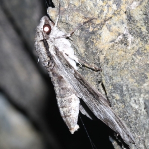 Psilogramma casuarinae at Rosedale, NSW - 14 Feb 2019 08:29 PM