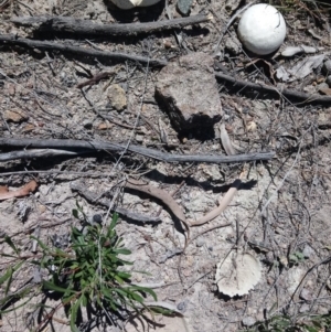 Calvatia sp. at Kambah, ACT - 13 Feb 2019 12:27 PM