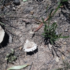 Calvatia sp. at Kambah, ACT - 13 Feb 2019