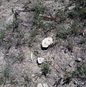 Calvatia sp. at Kambah, ACT - 13 Feb 2019 12:27 PM