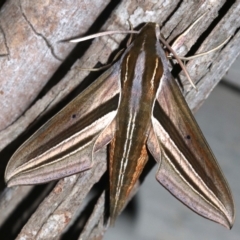 Theretra oldenlandiae (Impatiens Hawk Moth) at Rosedale, NSW - 14 Feb 2019 by jb2602