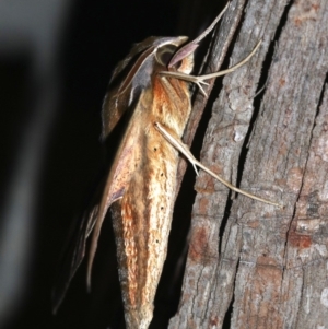 Theretra oldenlandiae at Rosedale, NSW - 14 Feb 2019