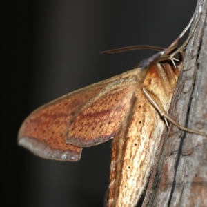 Theretra oldenlandiae at Rosedale, NSW - 14 Feb 2019
