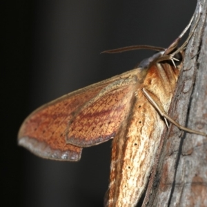 Theretra oldenlandiae at Rosedale, NSW - 14 Feb 2019 10:00 PM