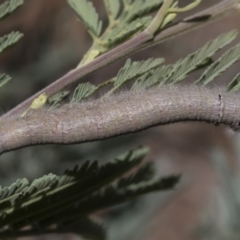 Pararguda nasuta (Wattle Snout Moth) at Macgregor, ACT - 17 Feb 2019 by AlisonMilton