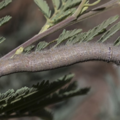 Pararguda nasuta (Wattle Snout Moth) at Macgregor, ACT - 17 Feb 2019 by Alison Milton