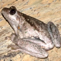 Litoria peronii (Peron's Tree Frog, Emerald Spotted Tree Frog) at Rosedale, NSW - 14 Feb 2019 by jbromilow50