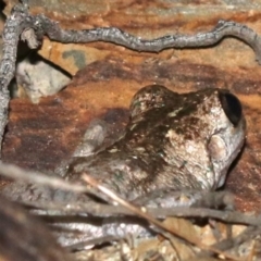 Litoria peronii at Rosedale, NSW - 14 Feb 2019