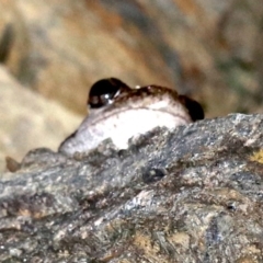 Litoria peronii at Rosedale, NSW - 14 Feb 2019 09:08 PM