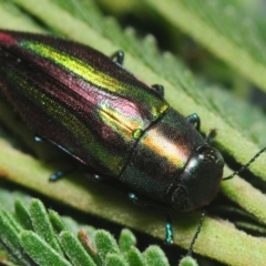 Melobasis vittata (A Melobasis jewel beetle) at Bruce Ridge to Gossan Hill - 17 Feb 2019 by Harrisi