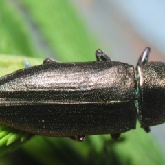 Melobasis sp. (genus) (Unidentified Melobasis jewel Beetle) at Bruce, ACT - 16 Feb 2019 by Harrisi