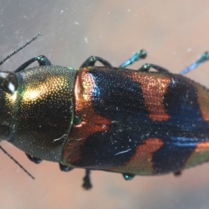 Melobasis sp. (genus) at Fyshwick, ACT - 15 Feb 2019 09:56 PM