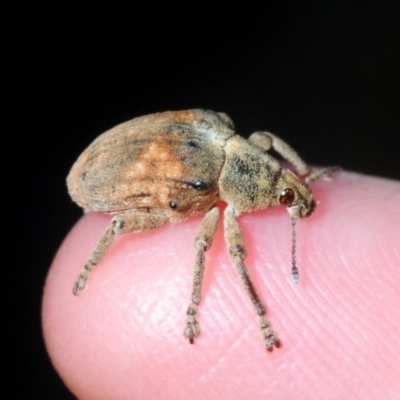 Gonipterus sp. (genus) (Eucalyptus Weevil) at Fyshwick, ACT - 17 Feb 2019 by Harrisi