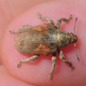 Gonipterus sp. (genus) at Fyshwick, ACT - 17 Feb 2019