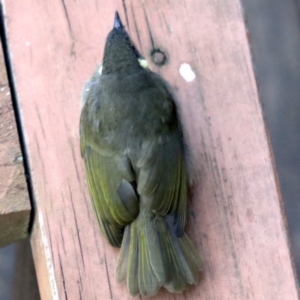 Meliphaga lewinii at Rosedale, NSW - 16 Feb 2019 08:19 AM