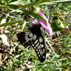 Papilio anactus (Dainty Swallowtail) at QPRC LGA - 16 Feb 2019 by Wandiyali