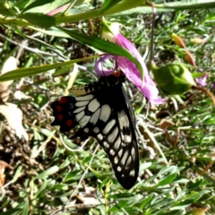 Papilio anactus (Dainty Swallowtail) at Googong, NSW - 17 Feb 2019 by Wandiyali