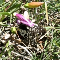 Papilio anactus at Googong, NSW - 17 Feb 2019 09:33 AM