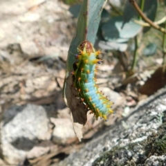 Opodiphthera eucalypti (Emperor Gum Moth) at Namadgi National Park - 15 Feb 2019 by Kristy