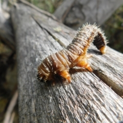 Perginae sp. (subfamily) (Unidentified pergine sawfly) at Namadgi National Park - 15 Feb 2019 by Kristy