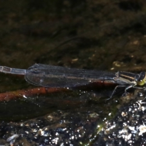 Ischnura heterosticta at Rosedale, NSW - 16 Feb 2019 11:18 AM