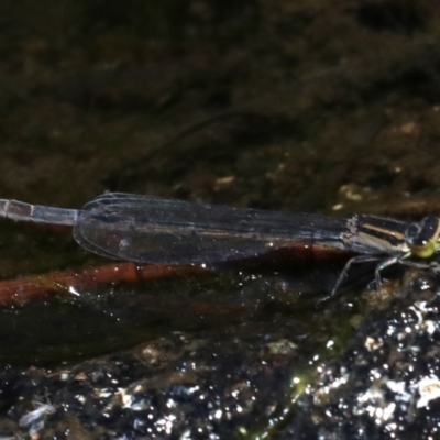 Ischnura heterosticta (Common Bluetail Damselfly) at Rosedale, NSW - 16 Feb 2019 by jb2602