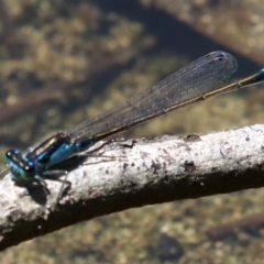 Ischnura heterosticta at Rosedale, NSW - 16 Feb 2019