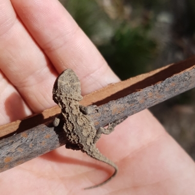 Rankinia diemensis (Mountain Dragon) at Namadgi National Park - 16 Feb 2019 by Kristy