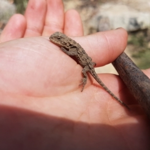 Rankinia diemensis at Cotter River, ACT - 16 Feb 2019 02:40 PM