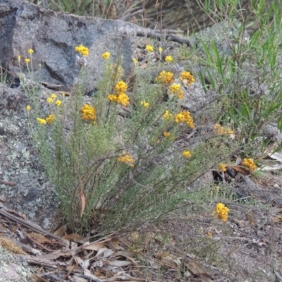 Chrysocephalum semipapposum (Clustered Everlasting) at Rob Roy Range - 12 Jan 2019 by michaelb