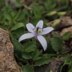 Isotoma fluviatilis subsp. australis (Swamp Isotome) at Rob Roy Range - 12 Jan 2019 by michaelb