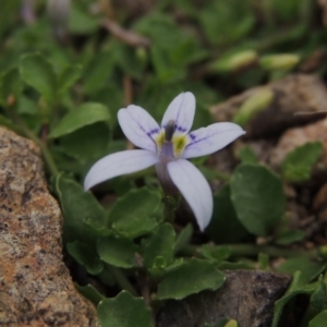 Isotoma fluviatilis subsp. australis at Conder, ACT - 12 Jan 2019 08:23 PM