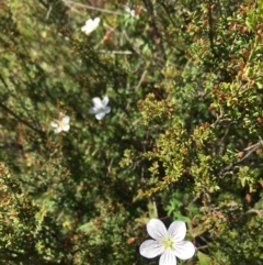 Geranium neglectum (Red-stemmed Cranesbill) at Paddys River, ACT - 17 Feb 2019 by BronClarke