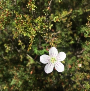 Geranium neglectum at Paddys River, ACT - 17 Feb 2019 10:00 AM