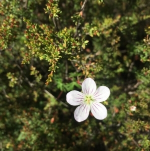 Geranium neglectum at Paddys River, ACT - 17 Feb 2019