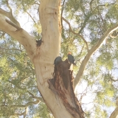 Callocephalon fimbriatum (Gang-gang Cockatoo) at GG105 - 17 Feb 2019 by ruthkerruish