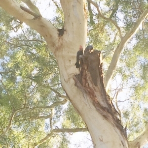 Callocephalon fimbriatum at Hughes, ACT - suppressed