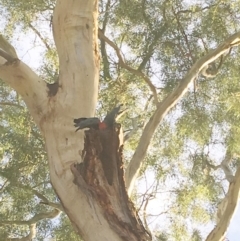 Callocephalon fimbriatum at Hughes, ACT - 17 Feb 2019