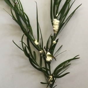 Coccoidea (superfamily) at Hughes, ACT - 16 Feb 2019 04:00 PM