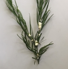 Coccoidea (superfamily) at Hughes, ACT - 16 Feb 2019 04:00 PM