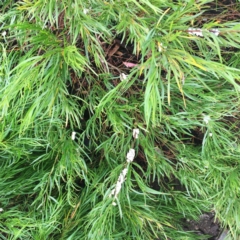 Coccoidea (superfamily) at Hughes, ACT - 16 Feb 2019 04:00 PM
