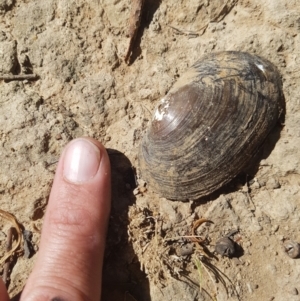 Hyriidae sp. (family) at Gungahlin, ACT - 17 Feb 2019 10:37 AM