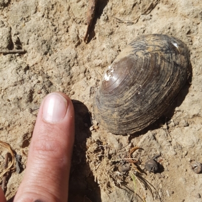 Hyriidae sp. (family) (Freshwater Mussels) at Gungahlin, ACT - 17 Feb 2019 by nathkay