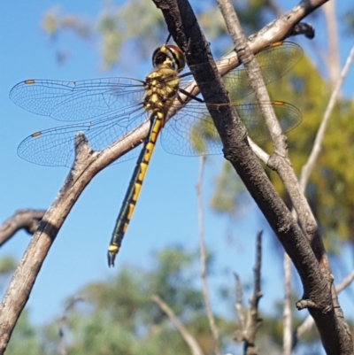 Hemicordulia tau (Tau Emerald) at Amaroo, ACT - 18 Feb 2019 by nathkay