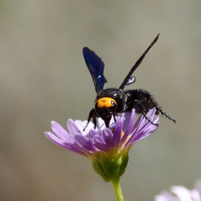 Scolia (Discolia) verticalis (Yellow-headed hairy flower wasp) at ANBG - 13 Feb 2019 by DPRees125