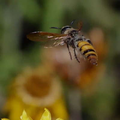 Radumeris tasmaniensis (Yellow Hairy Flower Wasp) at ANBG - 13 Feb 2019 by DPRees125